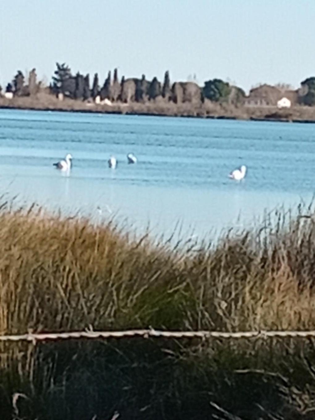 Aigues Mortes Studio De Vacances En Camargue Extérieur photo